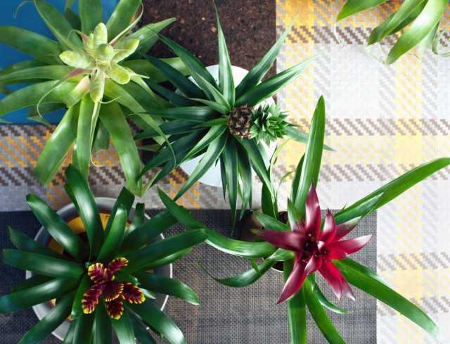 10 أخطاء في رعاية نباتات البروميليا - نباتات منزلية جميلة