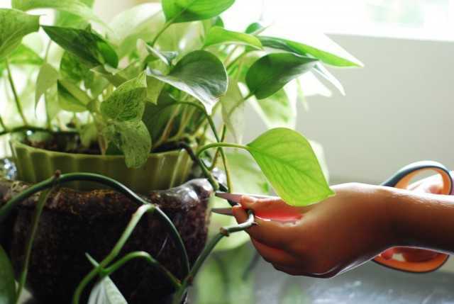 10 قواعد أساسية لرعاية الكروم الداخلية - نباتات داخلية جميلة
