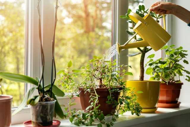 10 قواعد رئيسية لسقي النباتات الداخلية - الرعاية