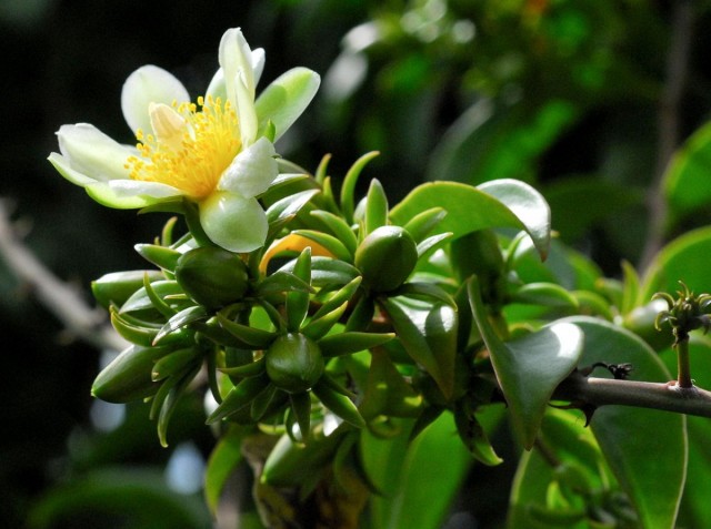 Pereskia الشائك ، أو Pereskia الشائك ، أو Barbados gooseberry (lat.Pereskia aculeata)
