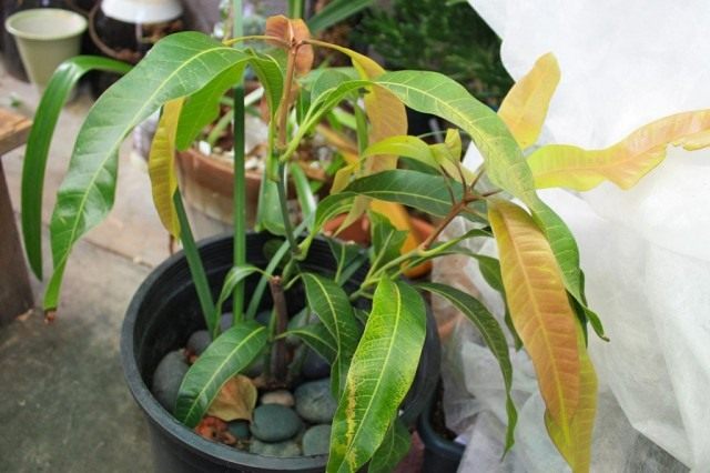 Mango، or Mangifera (Mangifera)