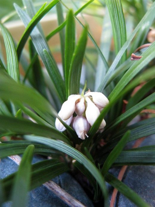 ophiopogon اليابانية ، زنبق الوادي الياباني - الرعاية