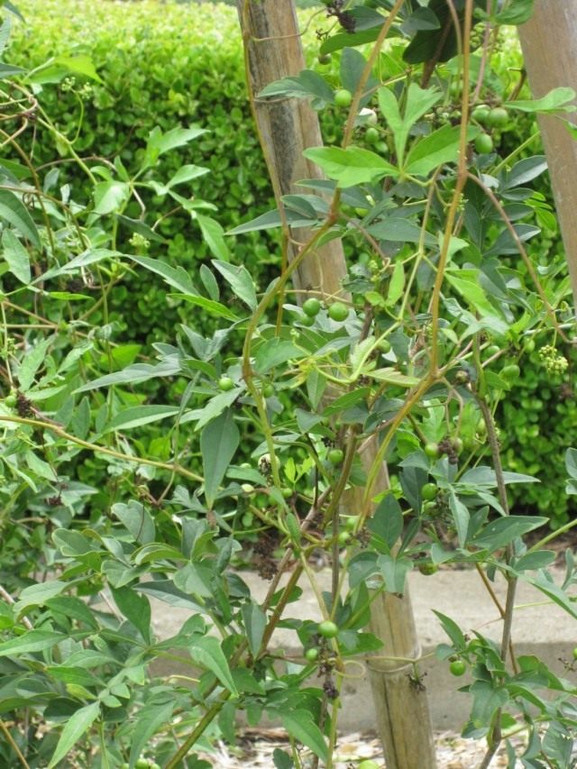 مزرعة العنب اليابانية (Ampelopsis japonica)