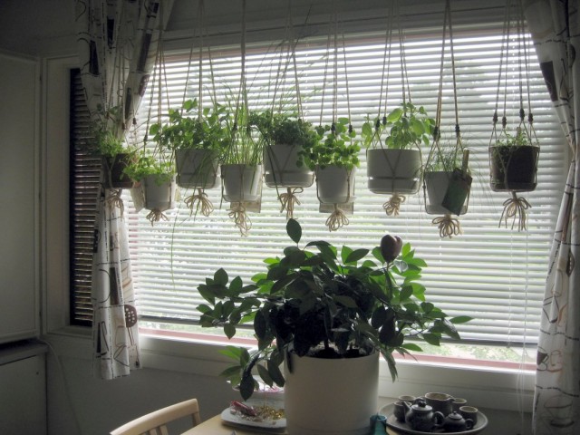 النباتات المنزلية من النافذة