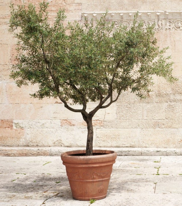 شجرة الزيتون (Olea europaea)