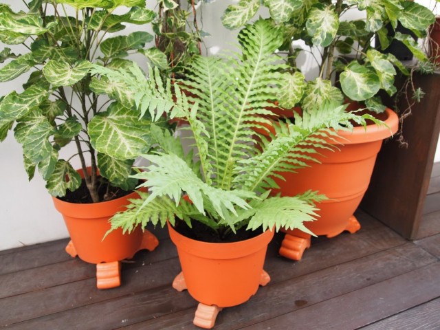 فيرن ديربيانكا أو Blechnum (Blechnum)