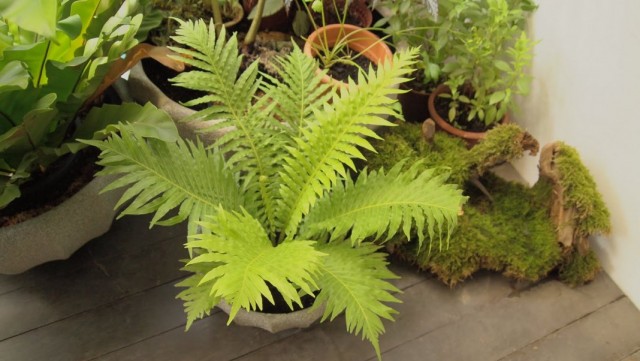 فيرن ديربيانكا أو Blechnum (Blechnum)