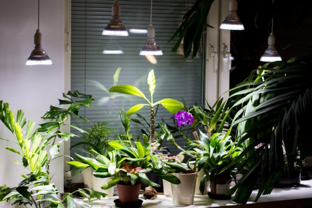 إضاءة إضافية للنباتات الداخلية