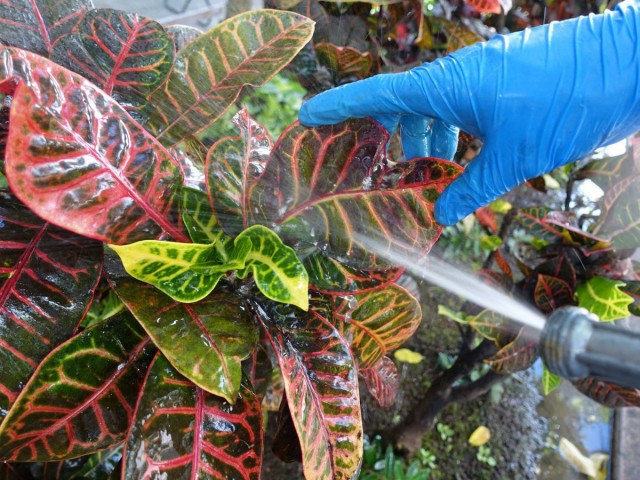 الرائحة الدافئة للنباتات هي وسيلة وقائية جيدة ضد البق الدقيقي