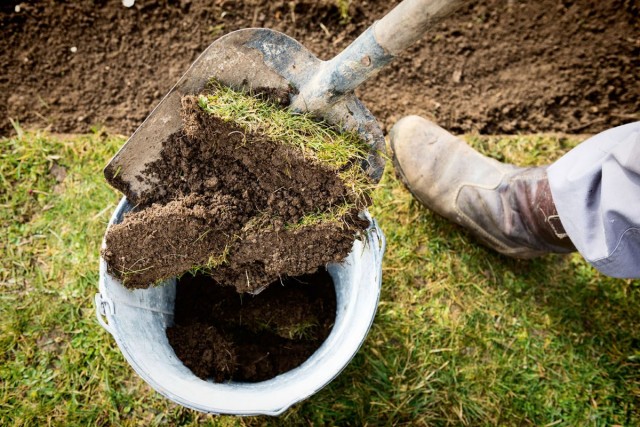 للحصول على كمية صغيرة من الأرض الحمضية ، يمكنك ، عن طريق قطع طبقة من العشب ، ببساطة هز التربة خارجها في وعاء