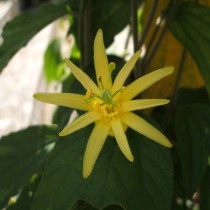 زهرة العاطفة الليمون (باسيفلورا سيترينا)