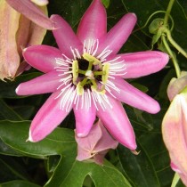 جمشت زهرة الآلام (Passiflora amethystina)