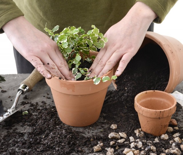 يجب زرع النباتات الداخلية التي تحتاج إلى زرع في بداية موسم النمو النشط.