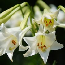 زنبق طويل الأزهار (Lilium longiflorum)