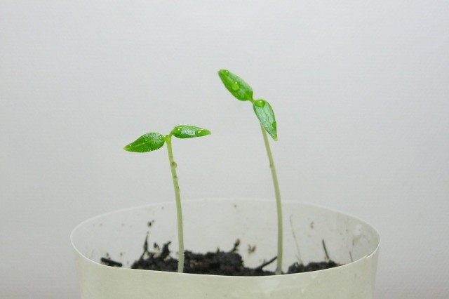 يمكن زراعة Tsifomandra من قصاصات أو الطريقة التقليدية - من البذور
