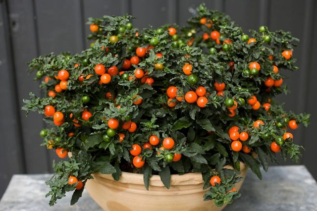 الباذنجان الكاذب (Solanum pseudocapsicum)
