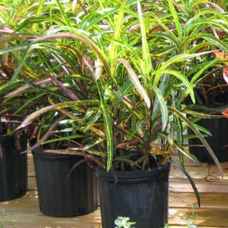 كودايوم متنوع (Codiaeum variegatum) ، الصنف "زنجبار"