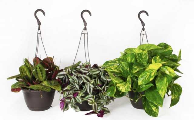 8 نباتات داخلية متقلبة يجب أن تنمو للمبتدئين - نباتات داخلية جميلة