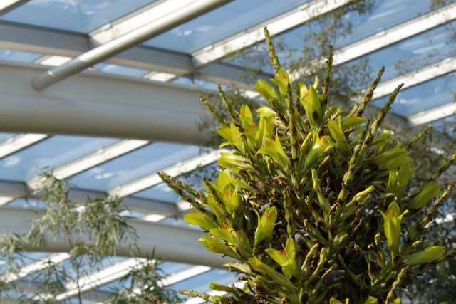 Puia - Bromeliad الغريبة العملاقة - النباتات المنزلية الجميلة