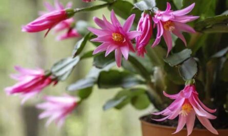 Rhipsalidopsis - أزهار الربيع من أقارب رعاية شلمبرجير