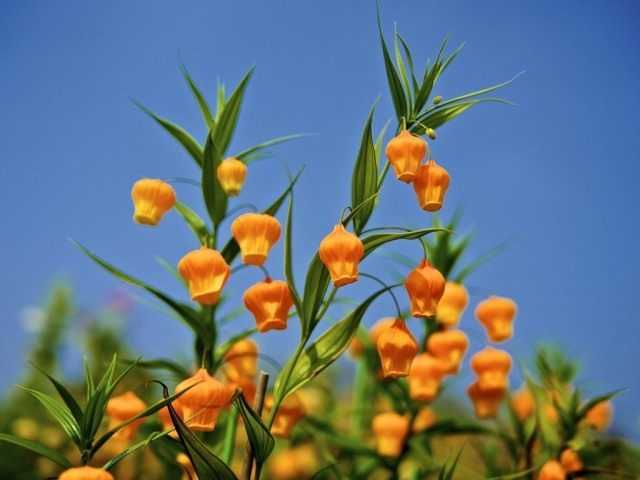 Sandersonia الفاخرة ، أو Golden Lily of the Valley