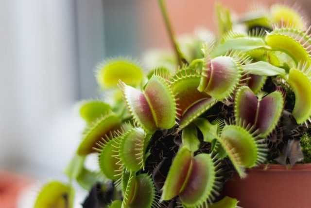 Venus flytrap - نبات مفترس على حافة النافذة