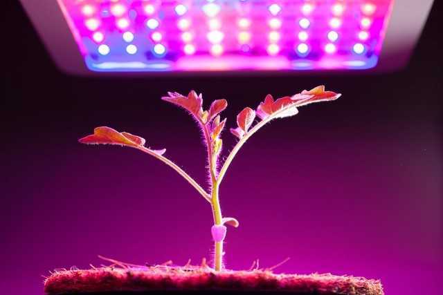 phytolamp الصحيح - اختيار جهاز إضاءة للإضاءة التكميلية للنباتات - نباتات داخلية جميلة