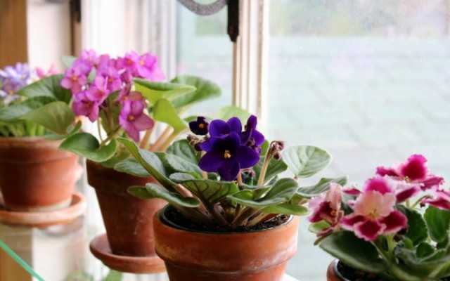 أفضل 5 نباتات داخلية تزهر لنوافذ الشمال - نباتات داخلية جميلة