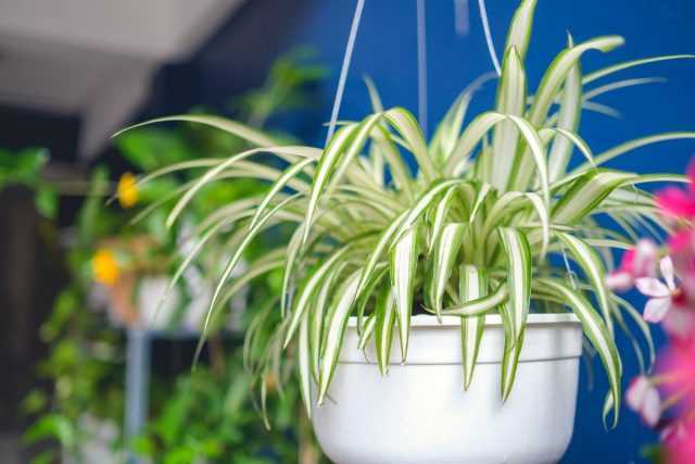 النباتات الداخلية الأكثر فائدة ، أو الهواء الشافي لعنايتنا المنزلية