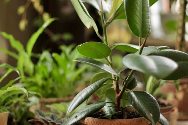 الوقاية بدلاً من تدابير الطوارئ - كيفية حماية رعاية النباتات الداخلية