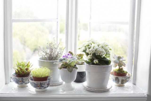 كيف تضع المزيد من النباتات الداخلية على حافة النافذة؟