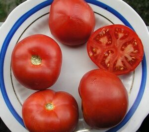 خصائص أصناف الطماطم Petrush Ogorodnik