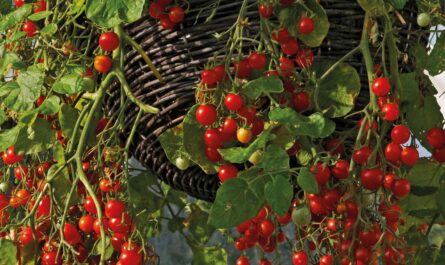 وصف وخصائص طماطم الشرفة المعجزة