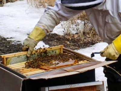 Jarní krmení včel: různé druhy krmení. -