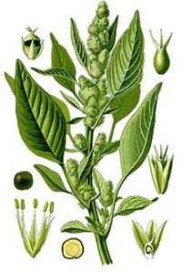 Amarant jako medonosná rostlina -
