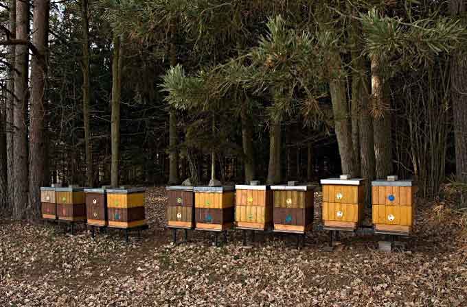 Umístění včelína v lesní oblasti. -