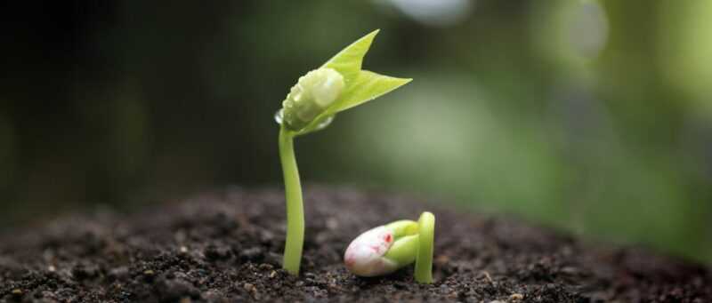 Jak pěstovat hydroponické tulipány doma. -
