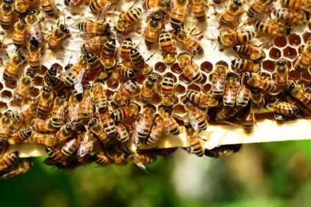 Jak včely vyrábějí med a proč? -