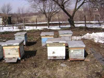 Kdy vyndat včely ze zimoviště? -
