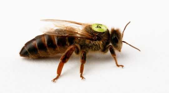 Popis plemene včel Buckfast, proč jsou mezi včelaři žádané? –
