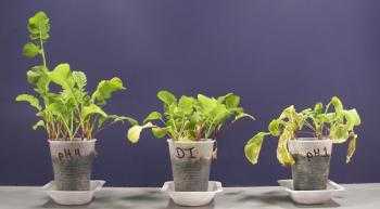Vliv kyselosti (pH) roztoku na růst rostlin