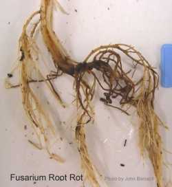 Infekce kořenů plísní a houbami. Hniloba kořenů
