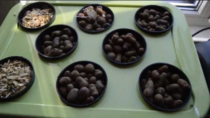 Základy sázení a pěstování semen v hydroponické rostlině. –