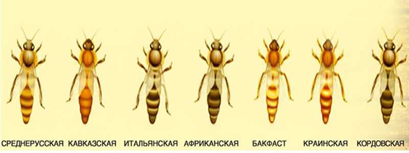 Kdo je včela medonosná? -
