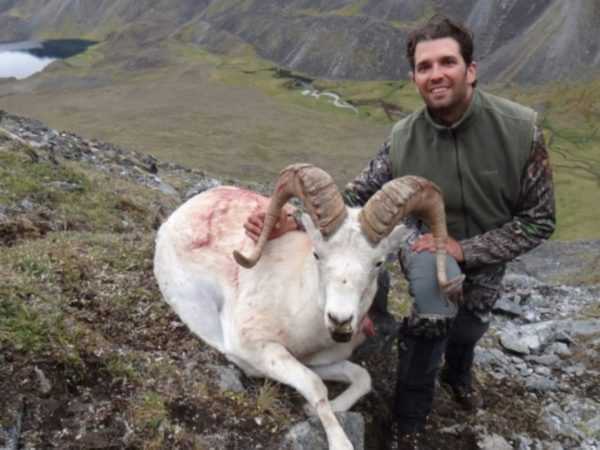 Argali - ohrožená horská ovce -