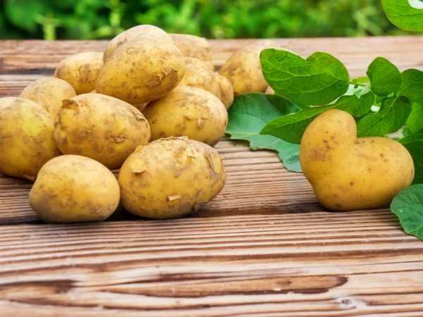 Běloruské odrůdy brambor -