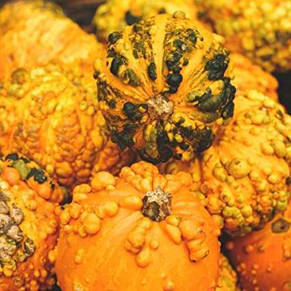 Odrůdová charakteristika One Hundred Pound Pumpkin -