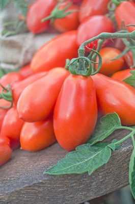 Charakteristika odrůdy Big Mama paprik –