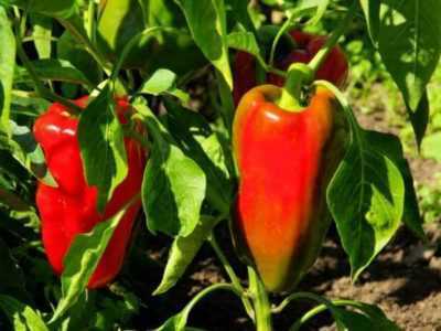Charakteristika odrůdy dartanyanské papriky -