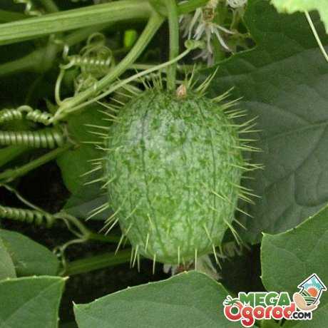 Charakteristika odrůdy Pepino loco (wild) -
